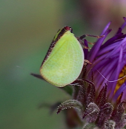 Two-striped Planthopper.jpg